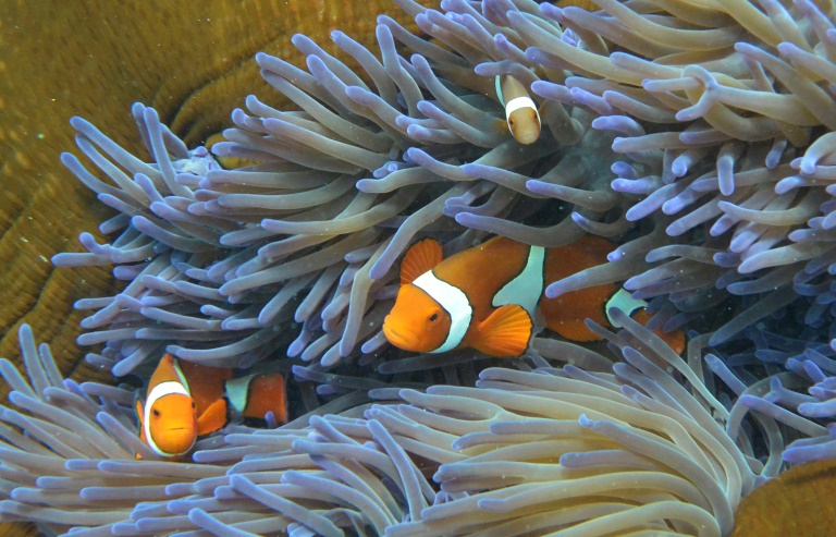 Steigende Meerestemperaturen ließen Great Barrier Reef vor 700.000 Jahren entstehen