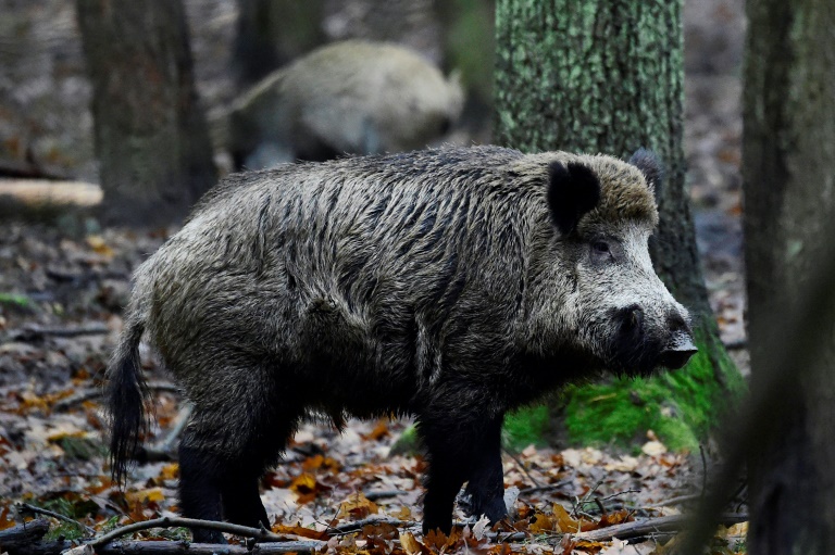 Elf Wildschweine in Niedersachsen nach Zusammenstoß mit Auto verendet