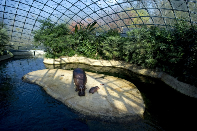 Unheilbar krankes Flusspferd Nicole in Berliner Zoo eingeschläfert