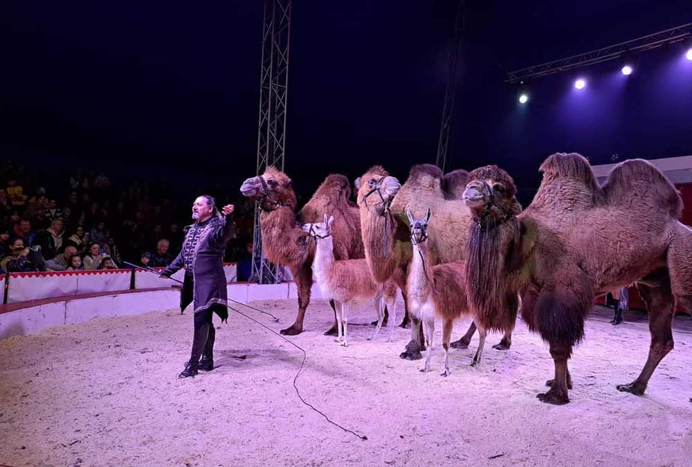 Haaner Weihnachtscircus