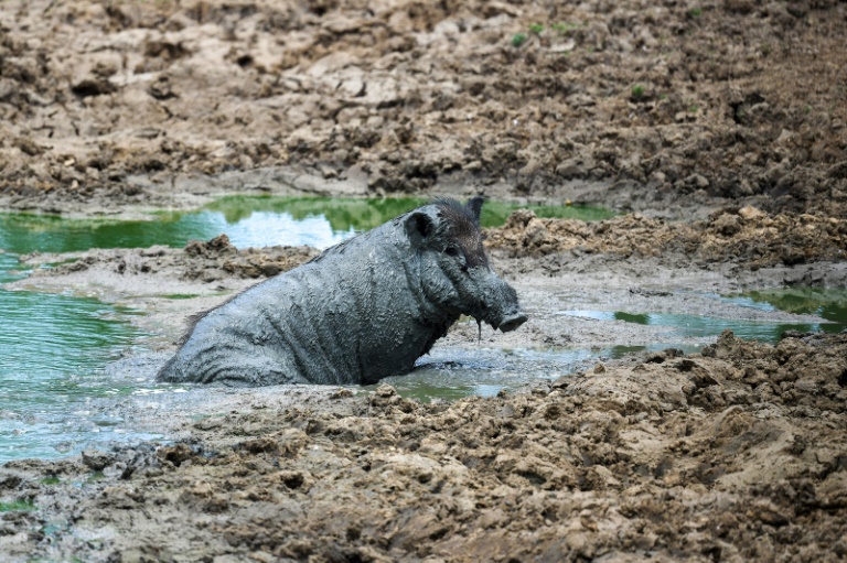 In Wald übernachtende Frau in Rheinland-Pfalz von Wildschweinen eingekreist