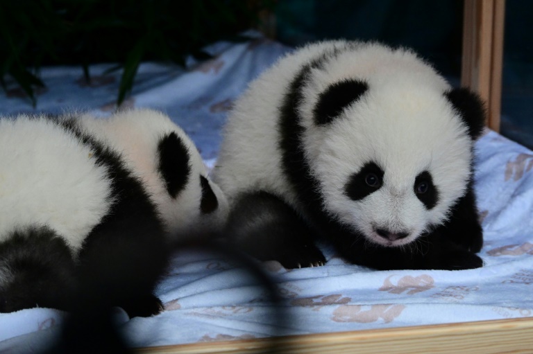 Pandazwillinge in Berliner Zoo können laufen