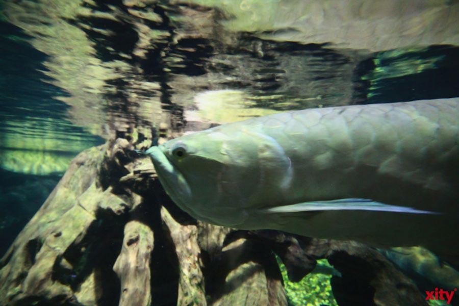 Fisch