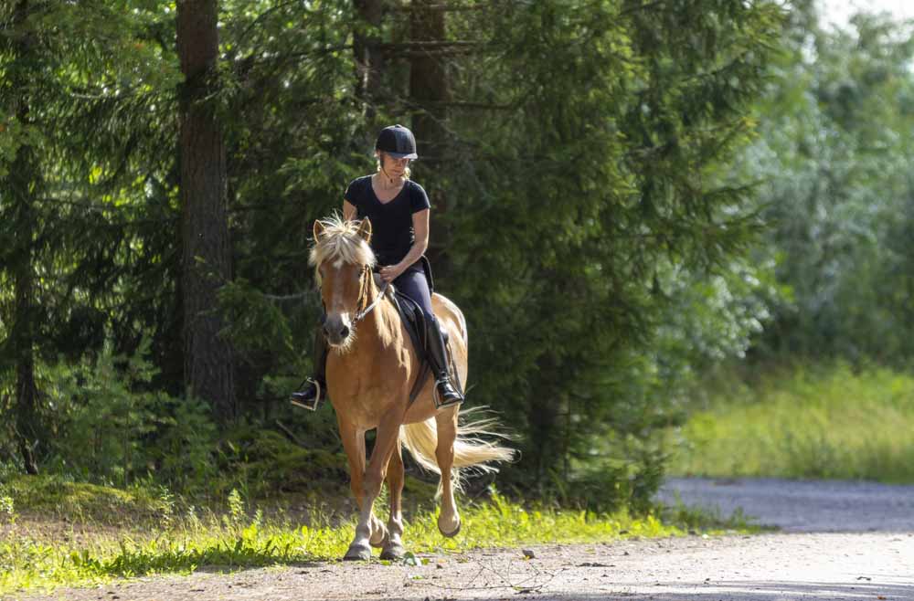 Rhein-Kreis Neuss: Reitplakette für 2025 online beantragen