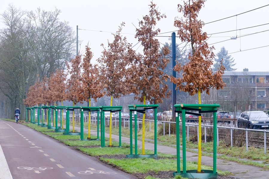 In Düsseldorf läuft die Pflanzsaison