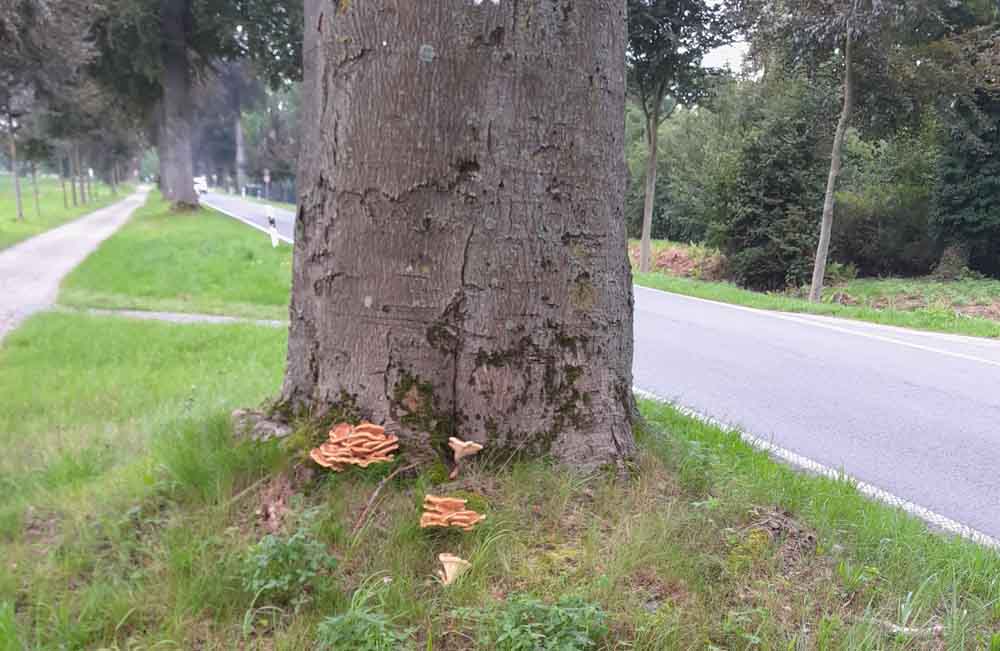 Baumfällungen an der L32 bei Schloss Dyck