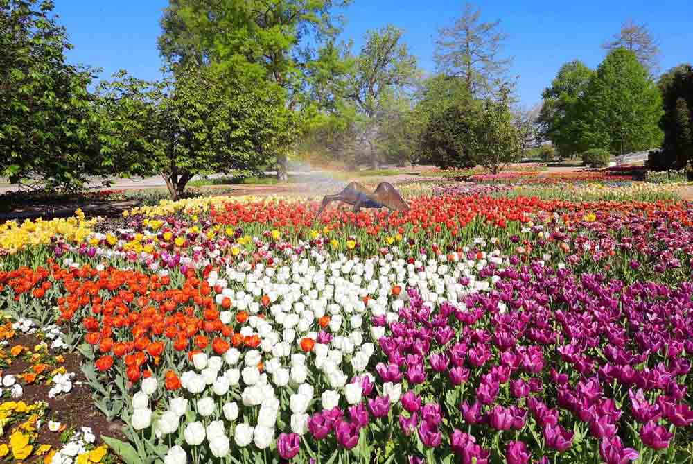 Frühblüher kündigen in Köln den Frühling an