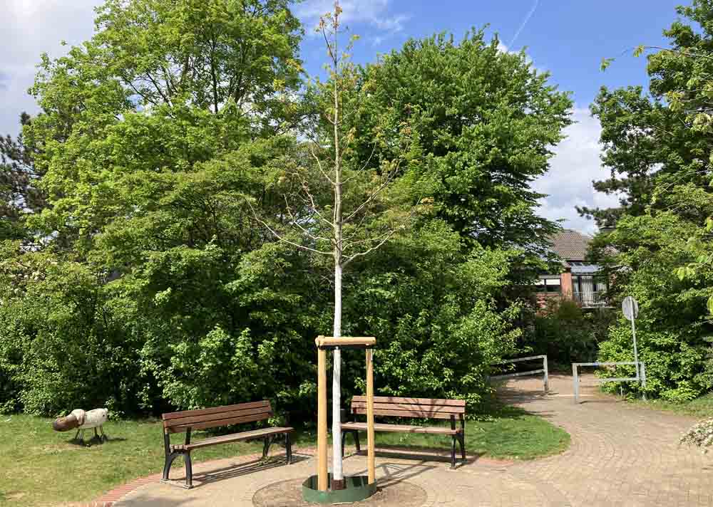 Rot-Eiche in der Elsa-Brändström-Straße