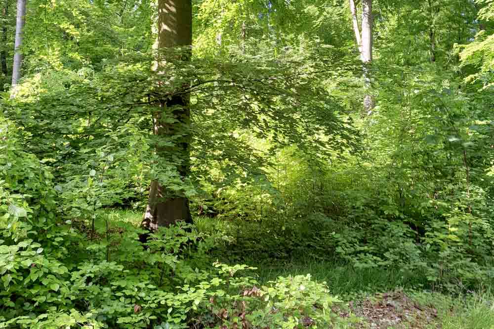Arnsberger Wald