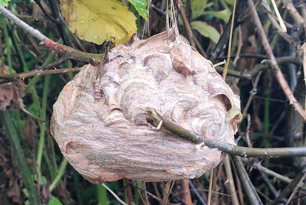 Nester der asiatischen Hornisse