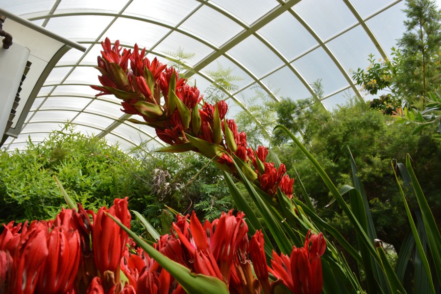 Speerblume im Grugapark