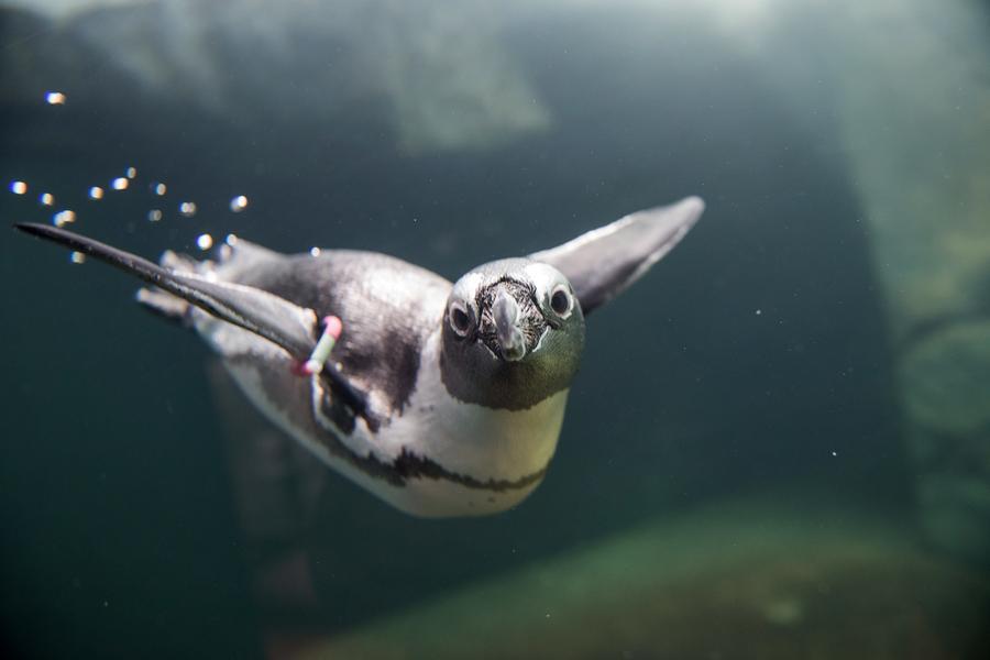 Aquazoo Pinguine