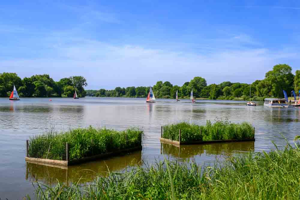 Pflanzenzonen Aasee