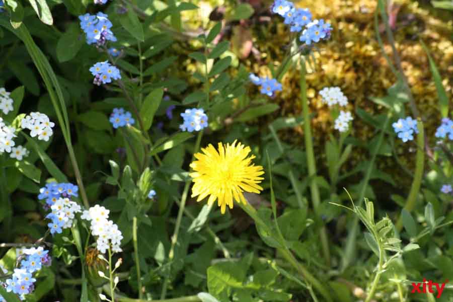 Blumen