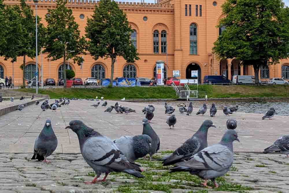 Tauben Schwerin