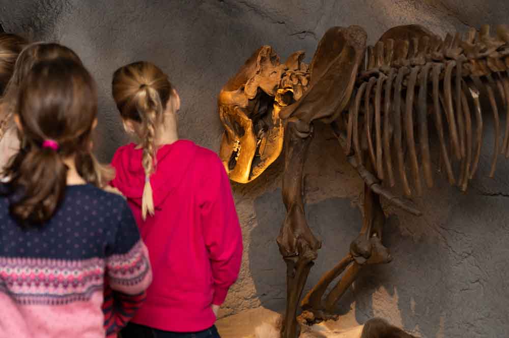 Sauerland-Museum Höhlenbär