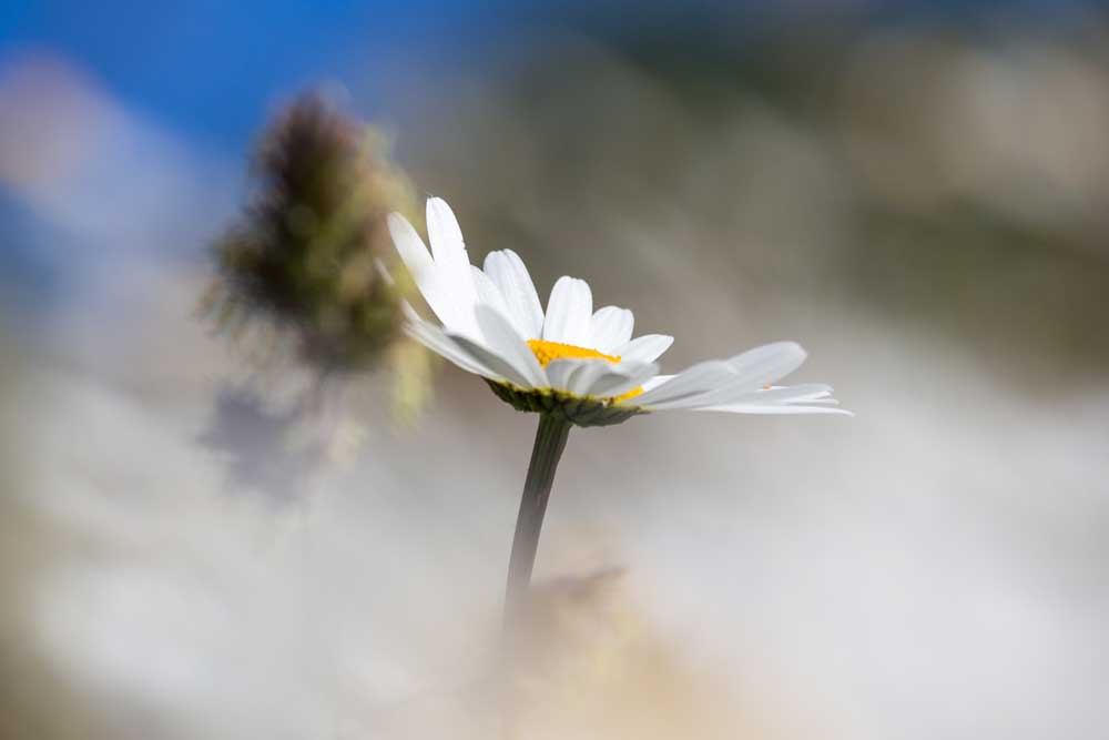 Eines der essbaren und mit bekanntesten Pflanzen: Das Gänseblümchen