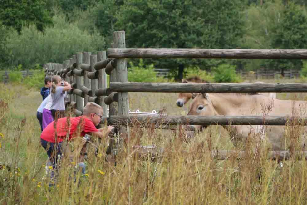 Kinder bei den Przewalski-Wildpferden