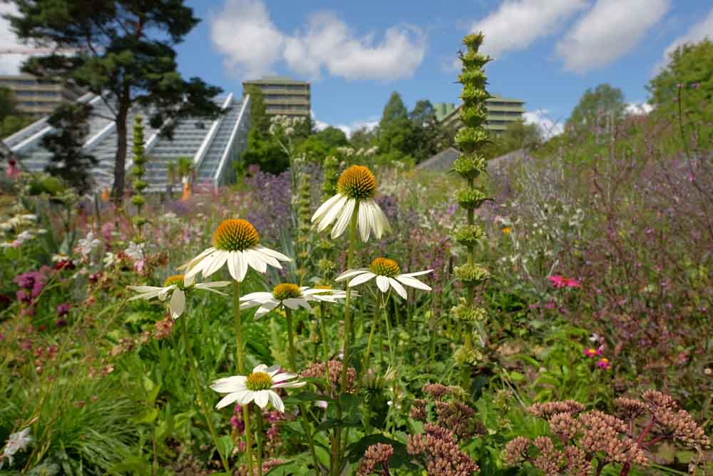 Blumen im Botanischen Garten der Ruhruniversität Bochum