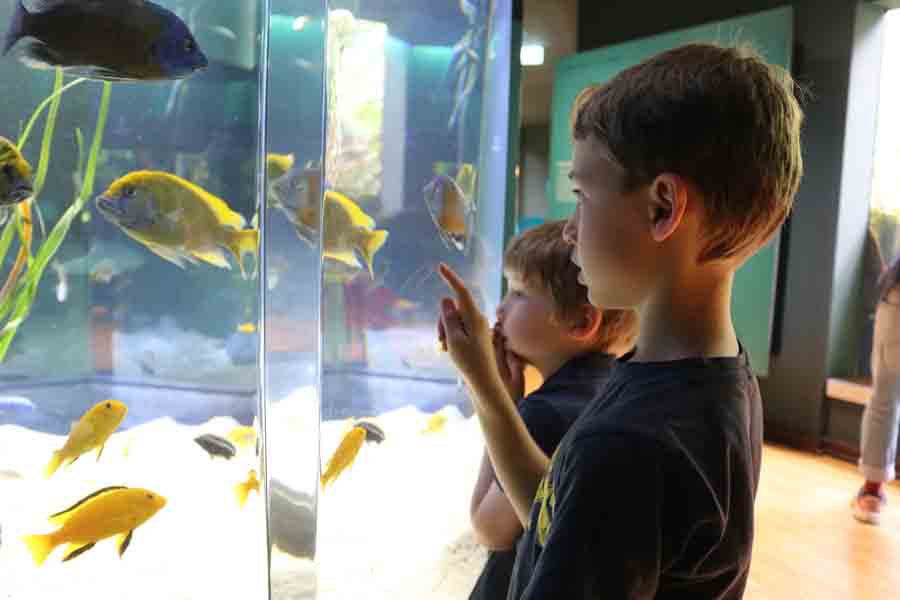 Kinder entdecken Fischarten im Aquazoo