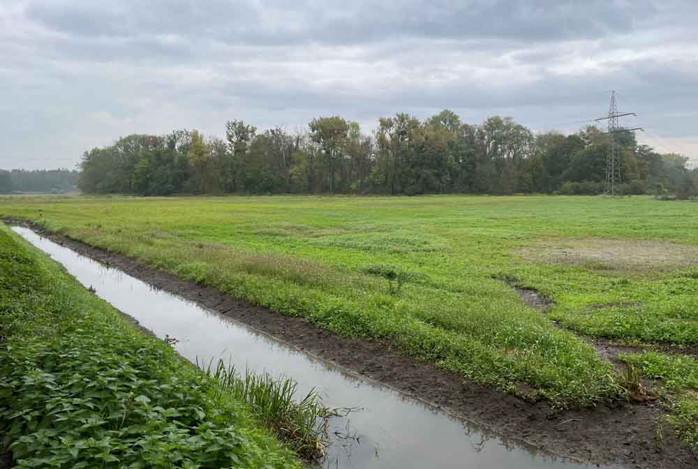 Wiese am Krebsbach