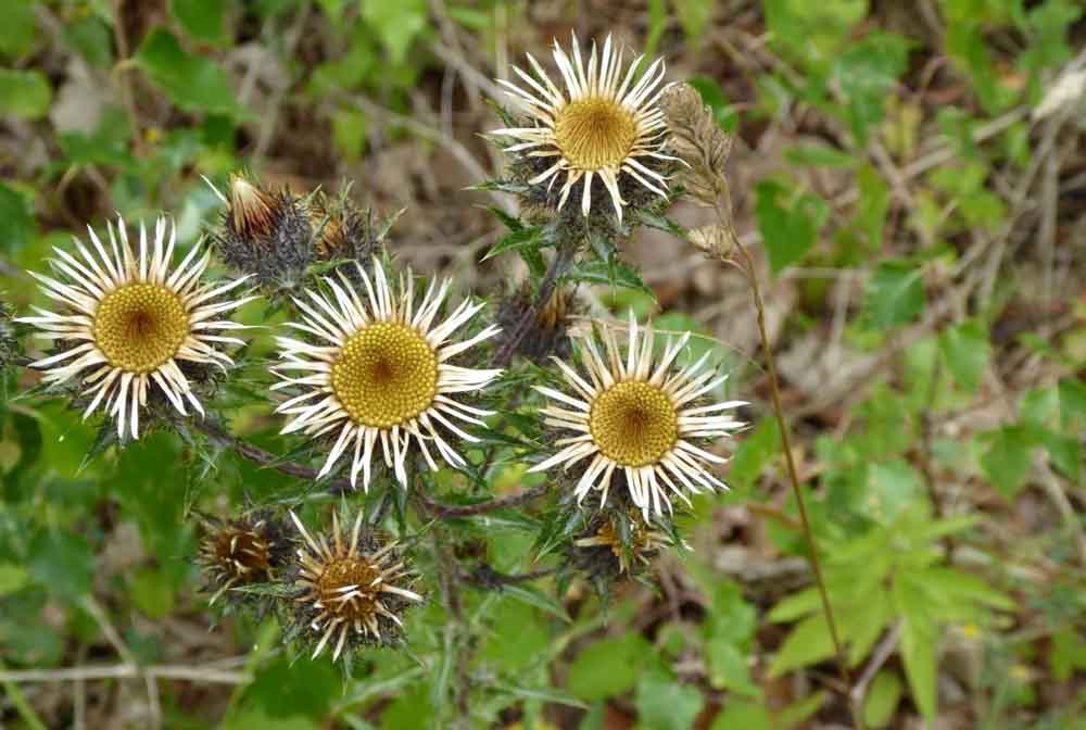 Foto einer Golddistel