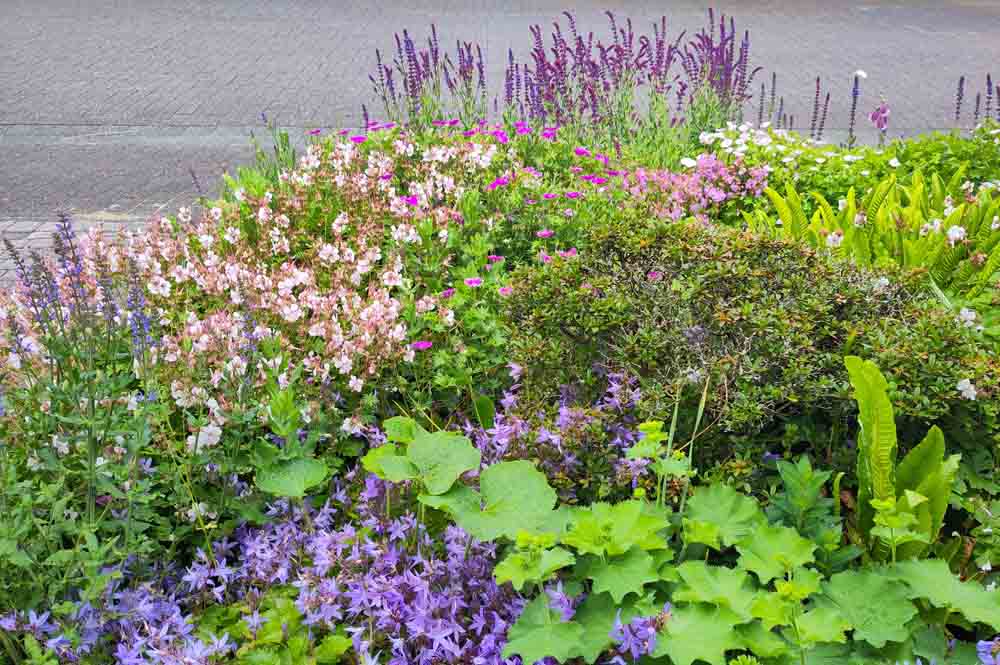 Blütenreiche Vorgartengestaltung