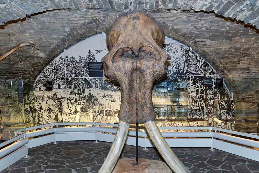 Mammut-Kopf im Stadtmuseum Iserlohn