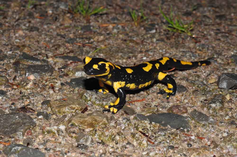 Feuersalamander