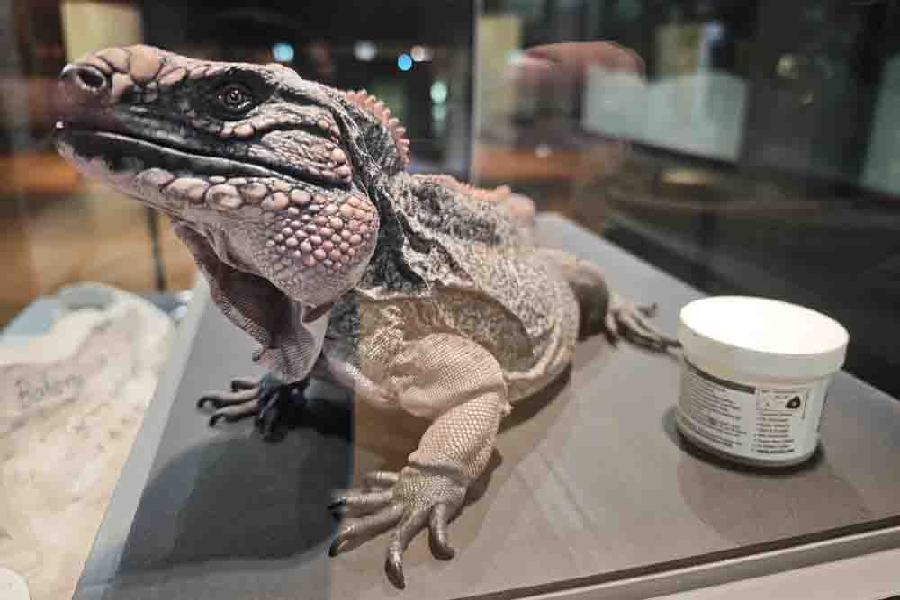 Lebensechtes Modell eines Leguans
