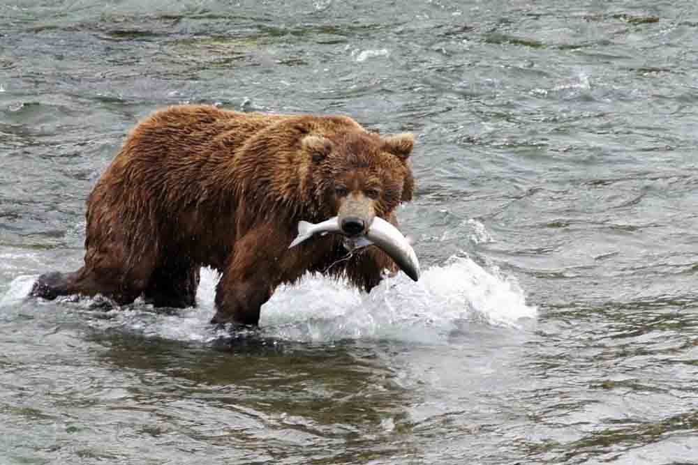 Braunbär mit Fisch im Maul