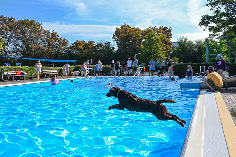 Hund springt ins Schwimmbecken