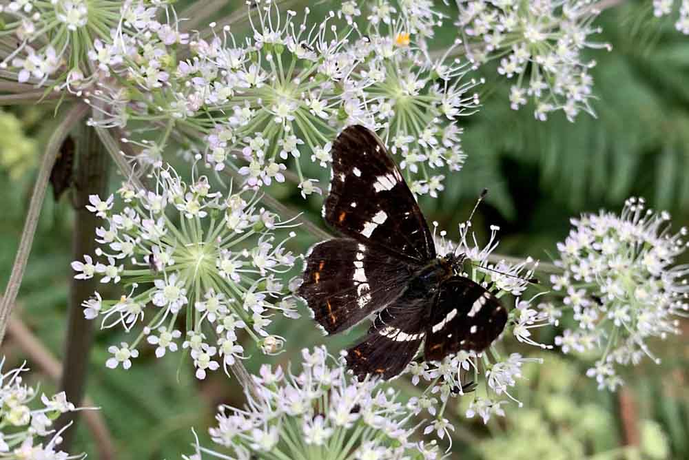 Landkärtchen (Tagfalter)