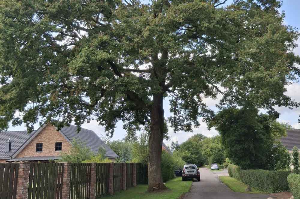 Baum in der Kreier Heide