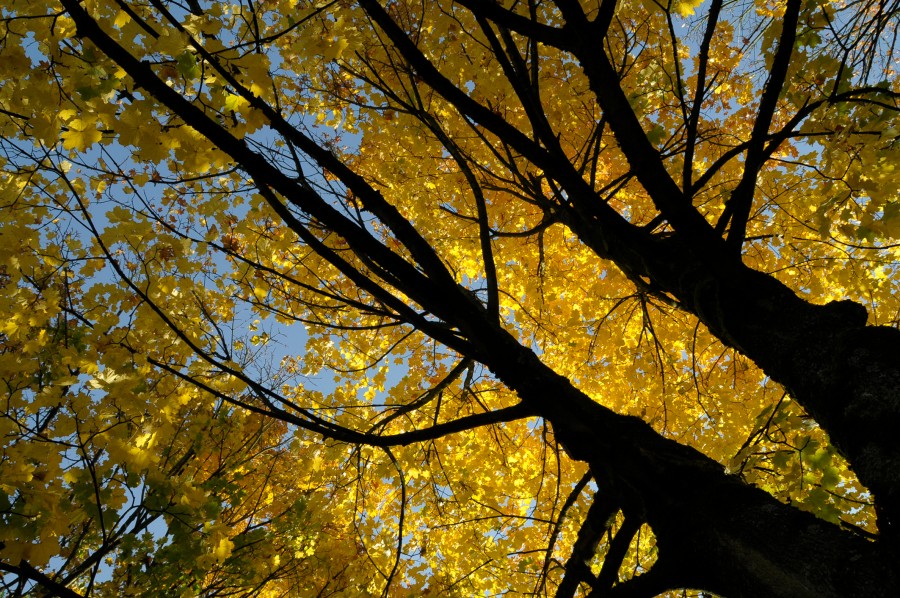 Herbstbaum