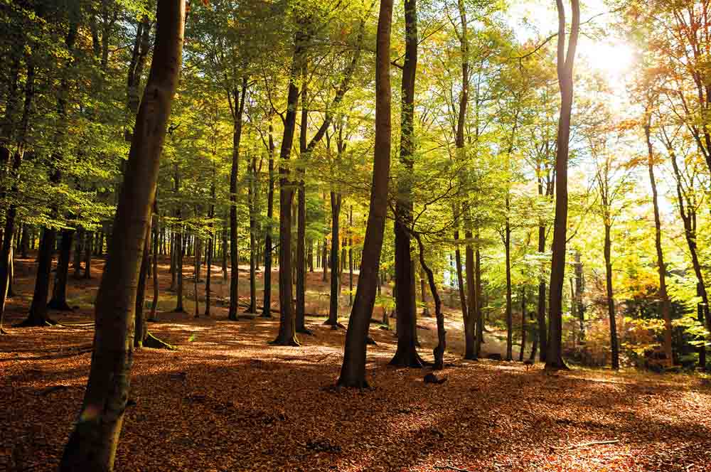 Wald im Sonnenschein