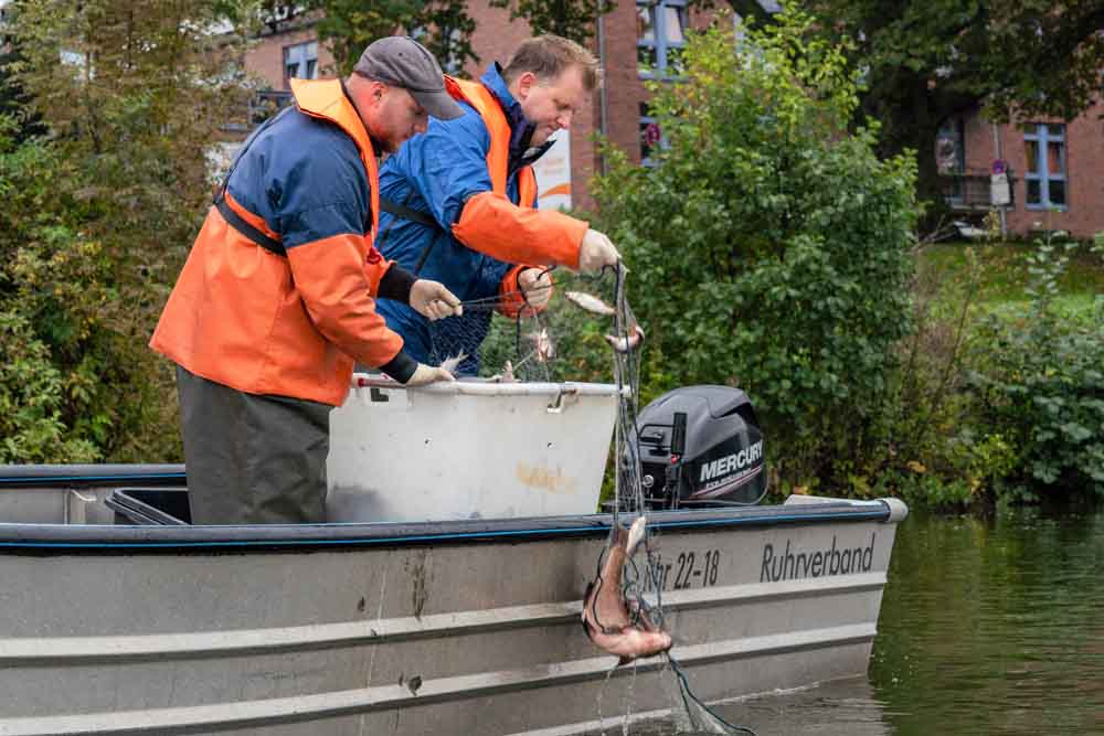 Kontrolle Fischbestand Aasee
