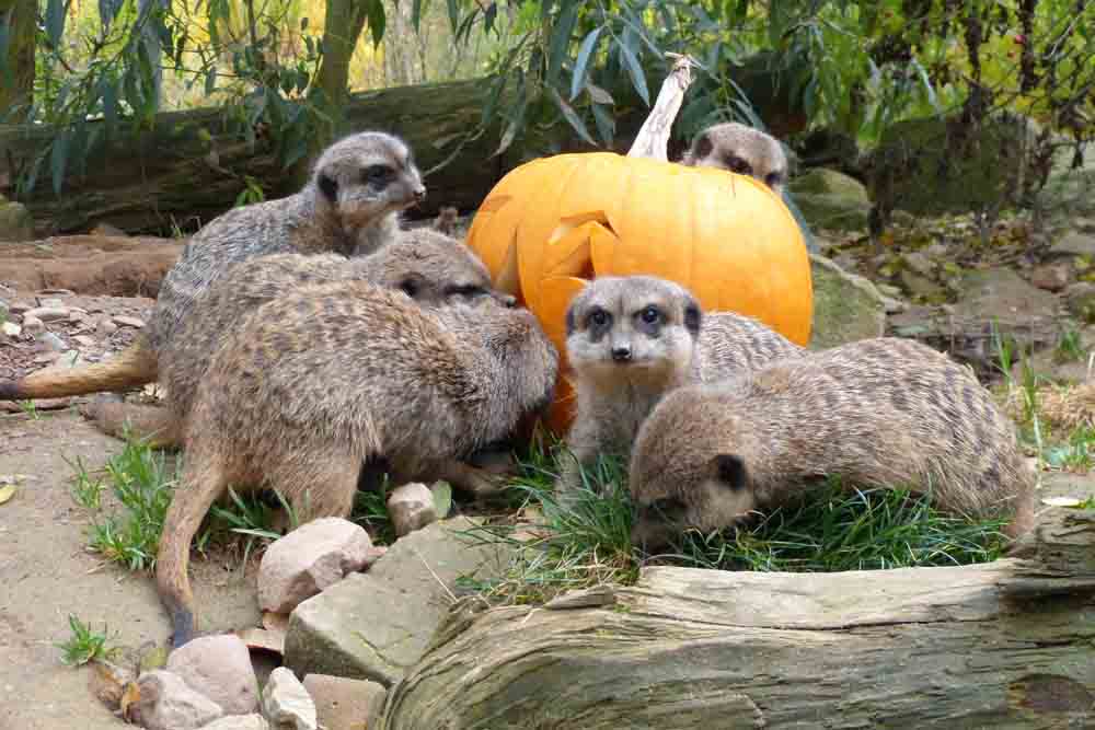 Erdmännchen mit Kürbis