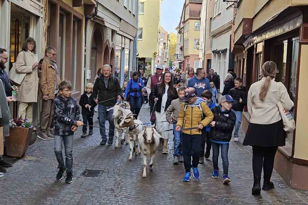 Der Almabtrieb der Burgziegen ist ein Höhepunkt des Wertheimer Bauernmarkts