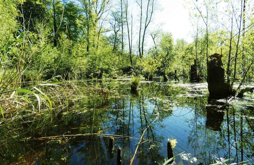 Schutzgebiet "Schifflache"