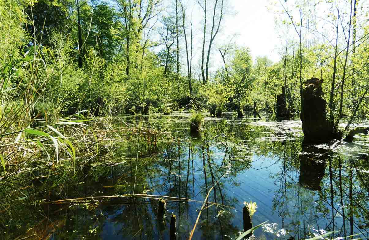 Schutzgebiet "Schifflache"