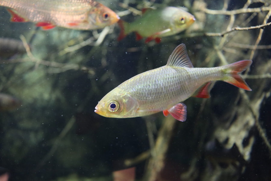 Rotfedern im Aquazoo Löbbecke Museum