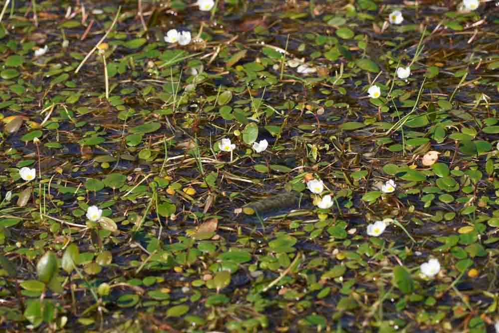 Pflanzenart "schwimmendes Froschkraut"