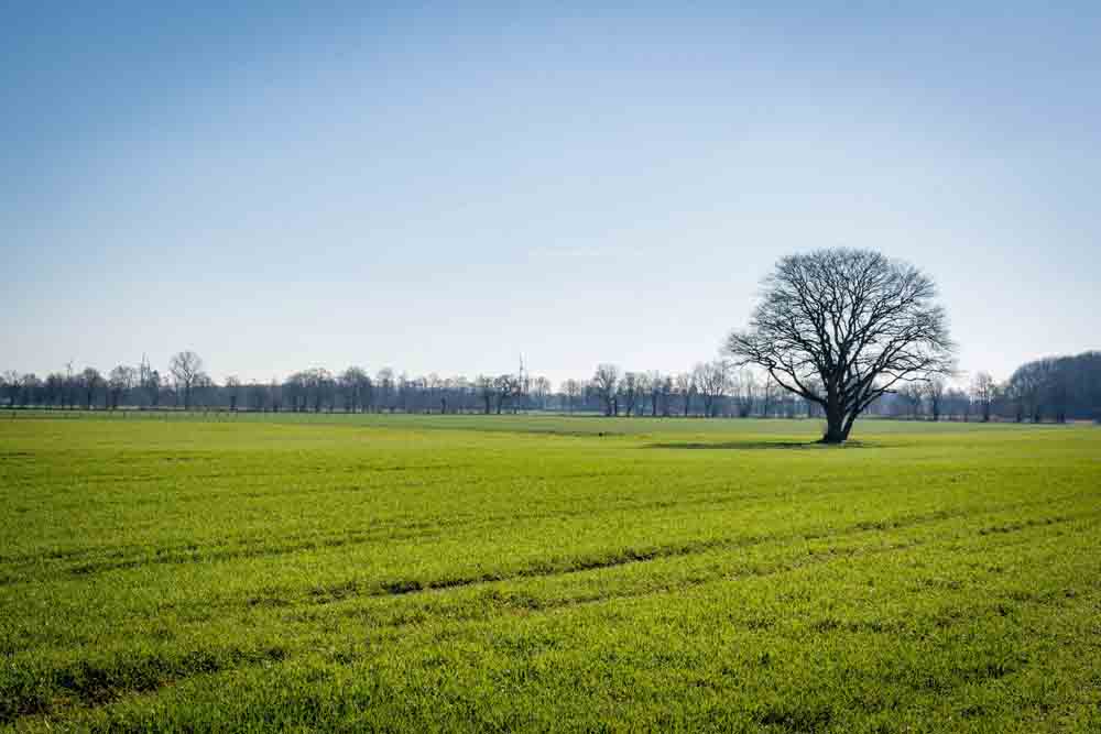 Baum auf einer Wiese in Bocholt