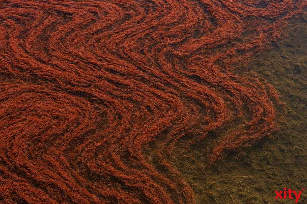 Burgunderblutalgen im Wasser