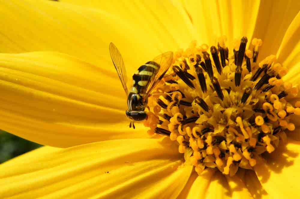 Schwebfliege auf Blüte