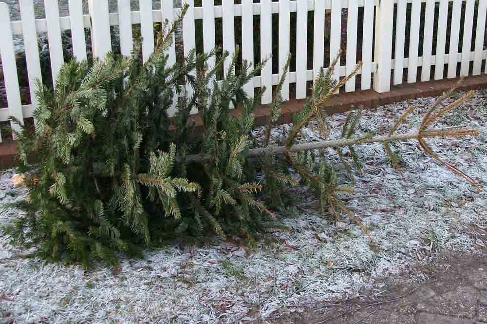 Abgeschmückter Baum