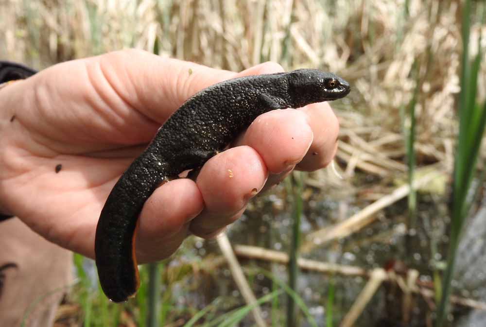 Ein ins Netz gegangener Kammmolch