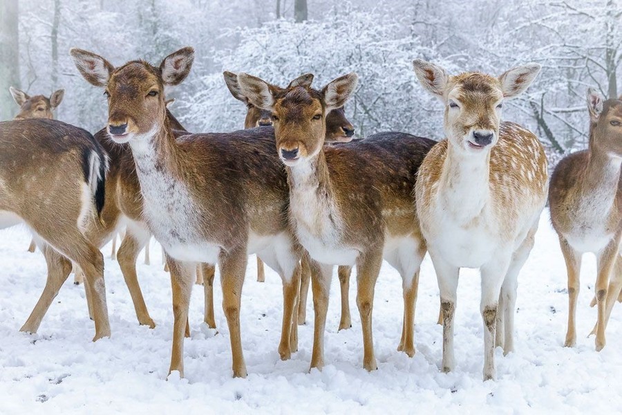 Eine winterliche Kulisse prägt derzeit das Gehege des Damwilds