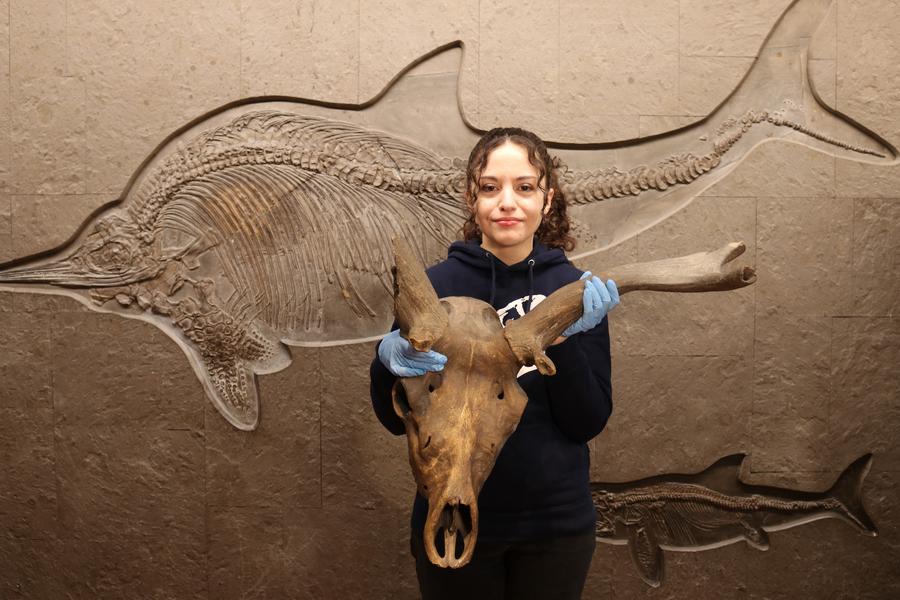 Frau mit Schädel eines prähistorischen Riesenhirschs